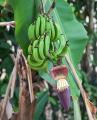 IMG_2057 bananas growing